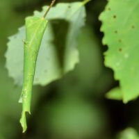 Pappelblattroller, junge Blatttüte am Espenblatt