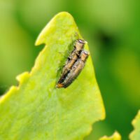 Prachtkäfer Agrilus angustulus, Paarung auf Eichenblatt