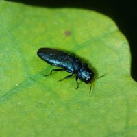 Prachtkäfer Agrilus angustulus auf Eichenblatt