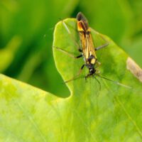 Prachtwanze auf einem Eichenblatt