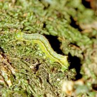 Pyramideneule, Raupe an bemoostem Baumstamm