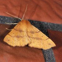 Federspanner, männlicher Falter an einer Hauswand, Mitte November