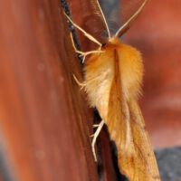 Federspanner, männlicher Falter an einer Hauswand, Mitte November