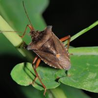 Rotbeinige Baumwanze auf einem Eichenblatt