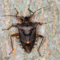 Rotbeinige Baumwanze am Baumstamm