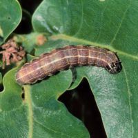 Rundflügel_Kaetzcheneule, Raupe auf Eichenblatt