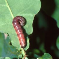 Rundflügel_Kaetzcheneule, Raupe auf Eichenblatt