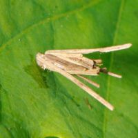 Kleiner Sackträger, Gespinstsack des Weibchens aus trockenen Halmenresten