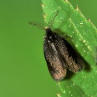 Kleiner Sackträger, Männchen