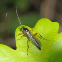 Schupfwespe spec., Männchen auf einem Eichenblatt
