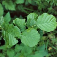 Schwarzerle,
Blätter