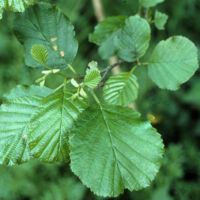 Schwarzerle,
Blätter