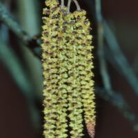 Schwarzerle, männlicher Blütenstand