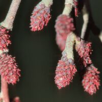 Schwarzerle, weiblicher Blütenstand