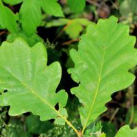 Stieleiche,
junge Blätter