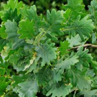 Stileiche,
ältere Blätter