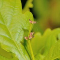 Stieleiche,
weibliche Blüten