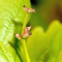 Stieleiche,
weibliche Blüten