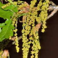 Stieleiche,
männliche Blüten