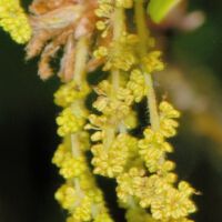 Stieleiche,
männliche Blüten