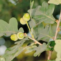 Stieleiche,
Früchte (Eicheln)