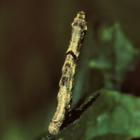 Zackenbindiger-Rindenspanner