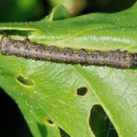 Zackenbindiger-Rindenspanner