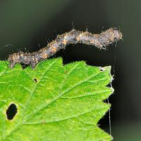 Zackenbindiger-Rindenspanner