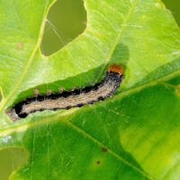 Zweifleck-Kaetzcheneule, Raupe auf Eichenblatt