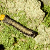 Zweifleck-Kaetzcheneule, Raupe am Baumstamm