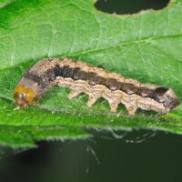 Zweifleck-Kaetzcheneule, Raupe