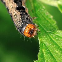 Zweifleck-Kaetzcheneule, Raupe