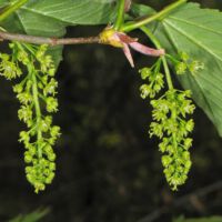 Bergahorn,
weibliche Blütenstände