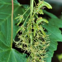 Bergahorn,
älterer Blütenstand