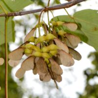 Bergahorn,
Fruchtstand mit Flügelsamen