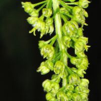 Bergahorn,
weibliche Blütenstand