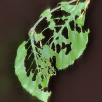 von Raupen zerfressenes Buchblatt