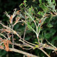 von Rauprn kahl gefressener Buchenzweig