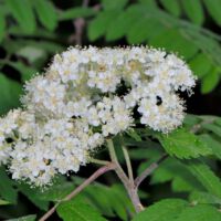 Eberesche,
Blütenstand Anfang Mai