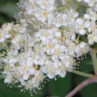 Eberesche,
Blütenstand Anfang Mai