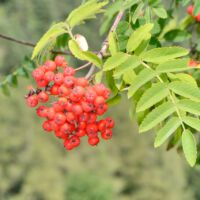 Eberesche, Fruchtstand mit Beeren, Mitte August