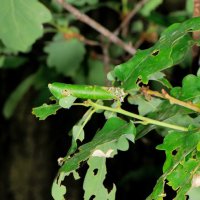 Eichenblätter,befressen, mit Blatttüte