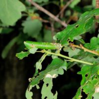Eichenblätter,befressen, mit Blatttüte
