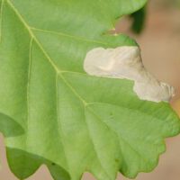 Eichenminiermotte unter der Blatt-Epidermis