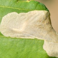Eichenminiermotte unter der Blatt-Epidermis