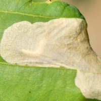 Eichenminiermotte unter der Blatt-Epidermis