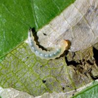 Eichenminiermotte, Raupe