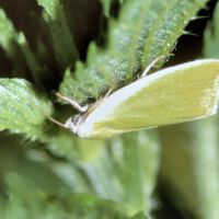 Eichenwickler, Falter