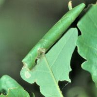 Eichenwickler, Blatttüte aus einem Eichenblatt