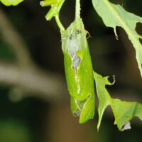 Eichenwickler, Blatttüte der Raupe